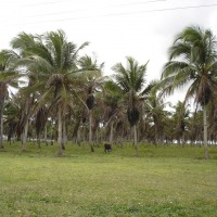 Foto de Mamanguape (PB)