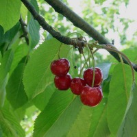 Foto de Figarines