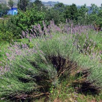 Foto de Figarines