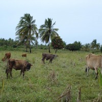 Foto de Baía da Traição (PB)