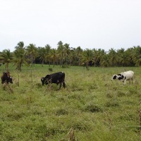 Foto de Baía da Traição (PB)