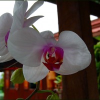 Foto de LAGO INLE