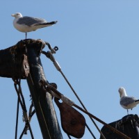 Foto de oostende (belgica)