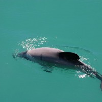 Foto de Akaroa.