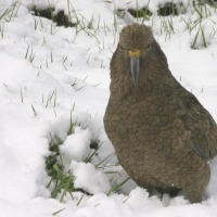 Foto de Te Anau.