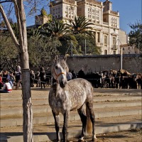 Foto de Arboc