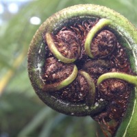 Foto de Coromandel