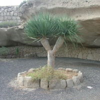 Foto de El Médano-Tenerife