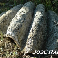 Foto de Jerez  de la Frontera