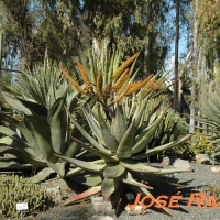 Foto de Jerez  de la Frontera