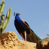 Foto de Águilas del Teide