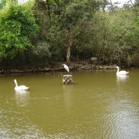 Foto de El Nispero - Valle de Anton