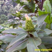 Foto de Parque Nacional de Cerro Azul Meambar, Honduras.