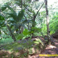 Foto de Parque Nacional de Cerro Azul Meambar, Honduras.
