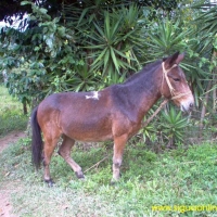 Foto de Meambar