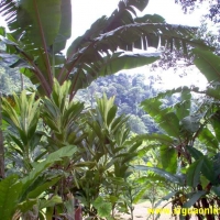 Foto de Meambar