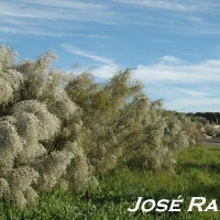 Foto de El Puerto de Santa María