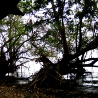 Foto de Isla de Ometepe