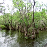 Foto de Isla de Ometepe