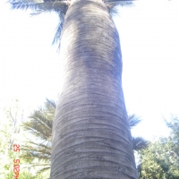Foto de VIÑA DEL MAR