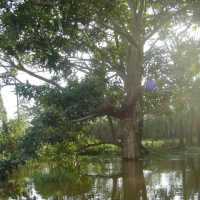 Foto de Amazonas