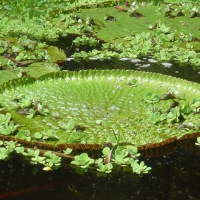 Foto de Amazonas