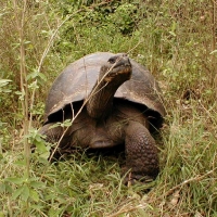 Foto de Islas Galapagos