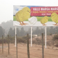 Foto de QUILPUE