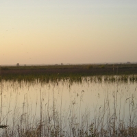 Foto de Marismas del Guadalquivir