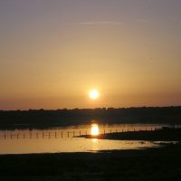 Foto de Marismas del Guadalquivir