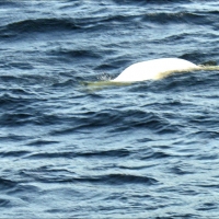 Foto de Charlevoix