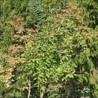 Foto de Montreal