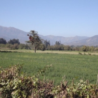 Foto de LIMACHE