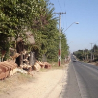 Foto de LIMACHE