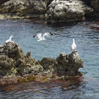 Foto de Islas Medas