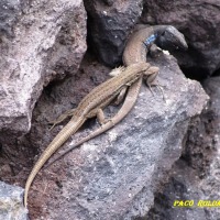 Foto de Tenerife
