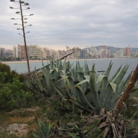 Foto de Alicante