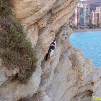 Foto de Benidorm