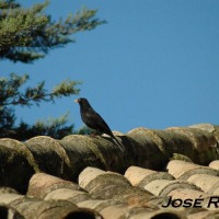 Foto de Jerez  de la Frontera