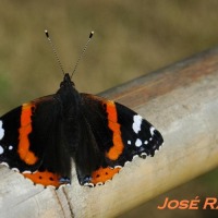 Foto de Jerez  de la Frontera
