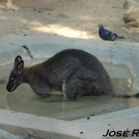 Foto de Jerez  de la Frontera