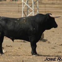 Foto de Jerez  de la Frontera