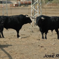 Foto de Jerez  de la Frontera