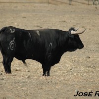 Foto de Jerez  de la Frontera
