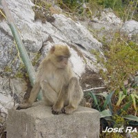 Foto de El peñon de gibraltar