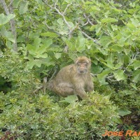 Foto de Gibraltar
