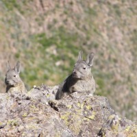 Foto de Cañón del Colca
