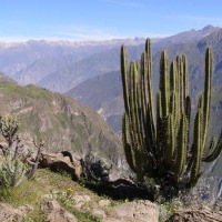 Foto de Cañón del Colca
