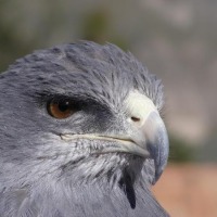 Foto de Cañón del Colca