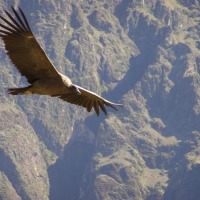 Foto de Cañón del Colca